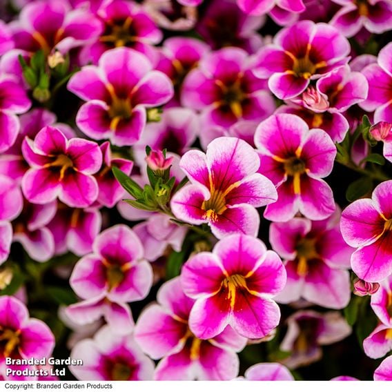 Calibrachoa 'Pink Lace'