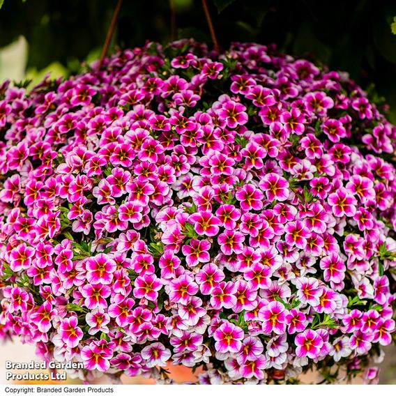 Calibrachoa 'Pink Lace'