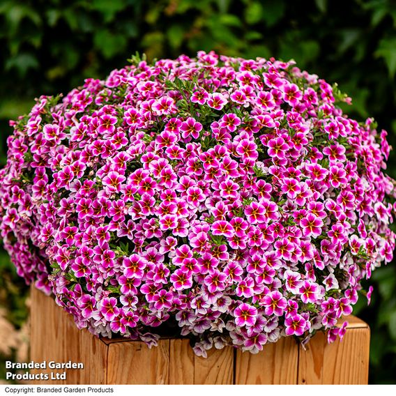 Calibrachoa 'Pink Lace'