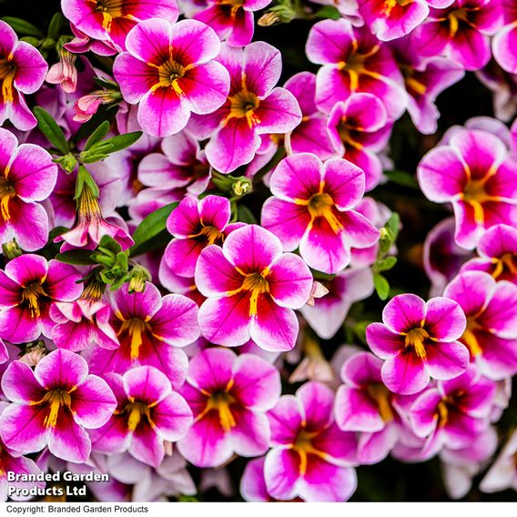Calibrachoa 'Pink Lace'