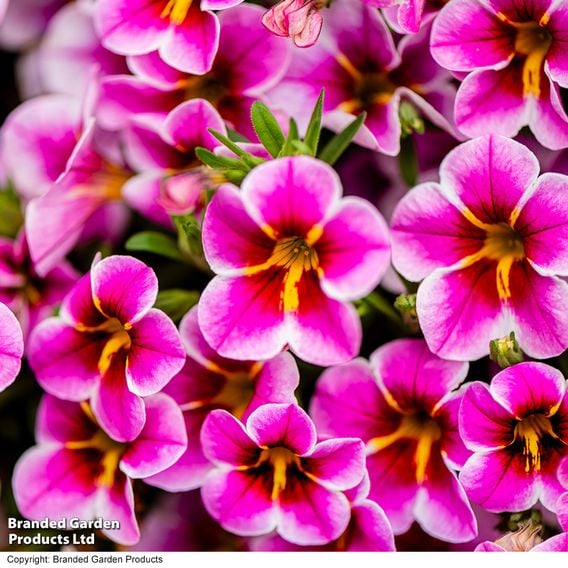 Calibrachoa 'Pink Lace'