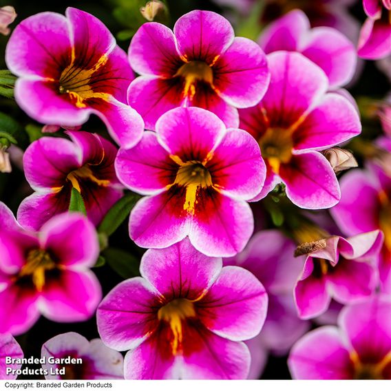 Calibrachoa 'Pink Lace'