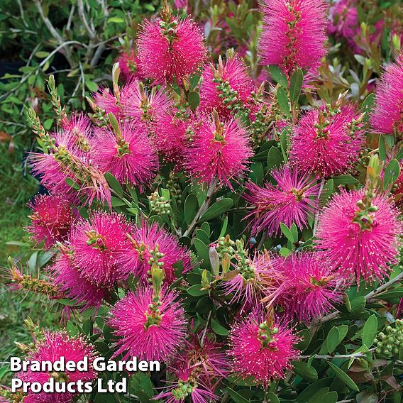 Callistemon viminalis 'Hot Pink'