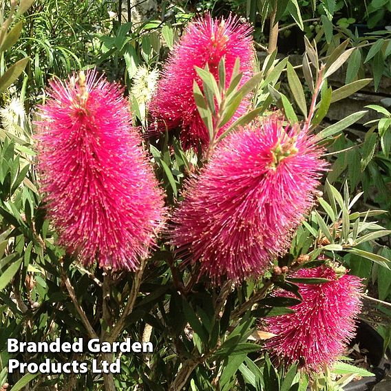 Callistemon 'Amarette'