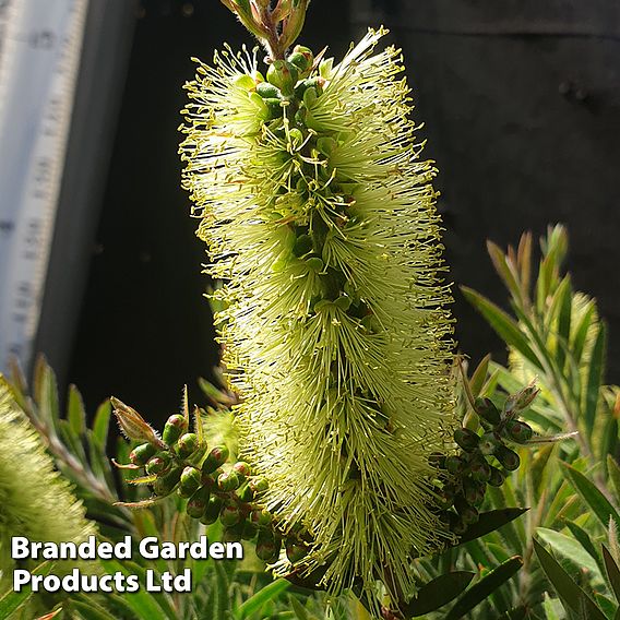 Callistemon 'Honey Pot'