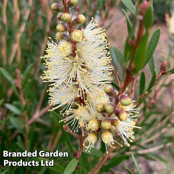 Callistemon 'Honey Pot'