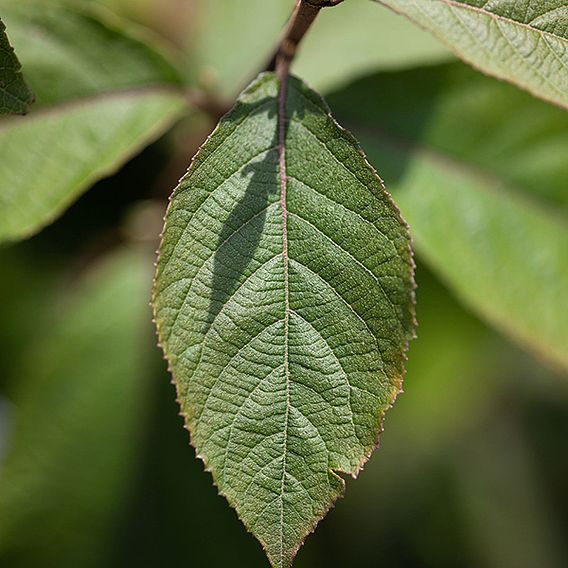 Callicarpa bodinieri 'Imperial Pearl'