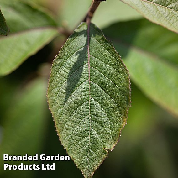 Callicarpa bodinieri 'Imperial Pearl'
