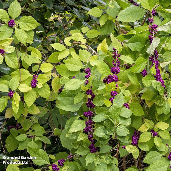 Callicarpa kwangtungensis