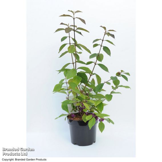 Callicarpa bodinieri var. giraldii 'Profusion'