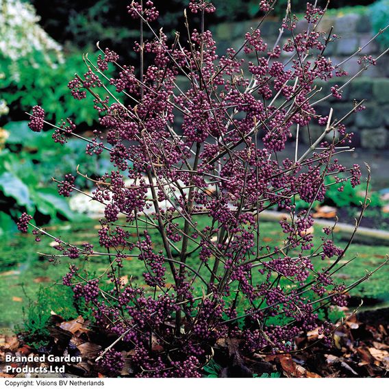 Callicarpa bodinieri var. giraldii 'Profusion'
