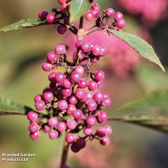 Callicarpa bodinieri var. giraldii 'Profusion'