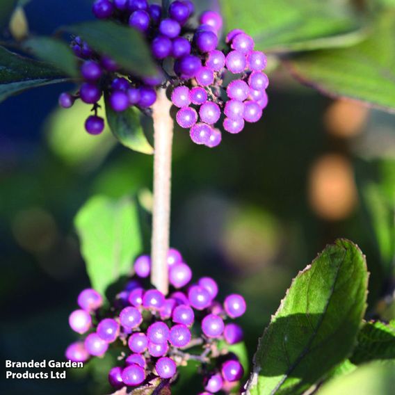 Callicarpa bodinieri var. giraldii 'Profusion'