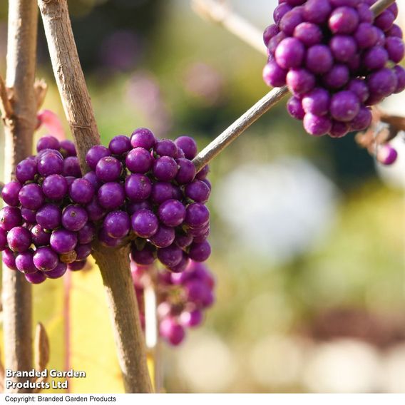 Callicarpa bodinieri var. giraldii 'Profusion'
