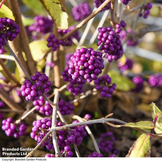 Callicarpa bodinieri var. giraldii 'Profusion'