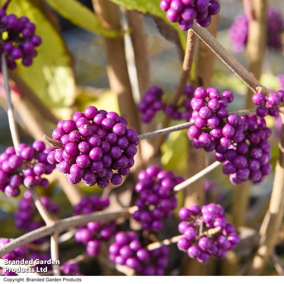 Callicarpa bodinieri var. giraldii 'Profusion'