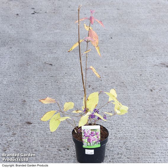 Callicarpa bodinieri var. giraldii 'Profusion'