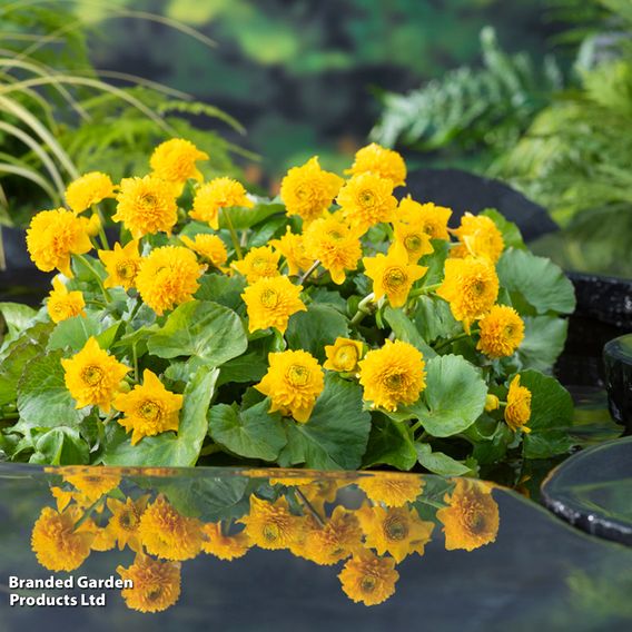 Caltha palustris 'Multiplex' (Marginal Aquatic)