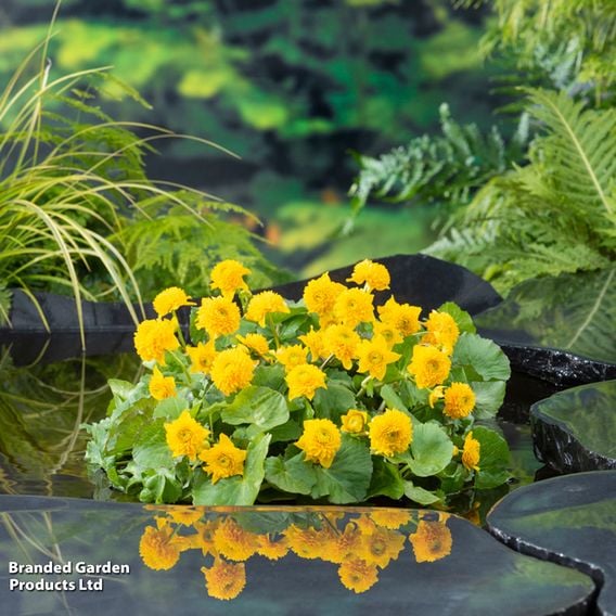 Caltha palustris 'Multiplex' (Marginal Aquatic)