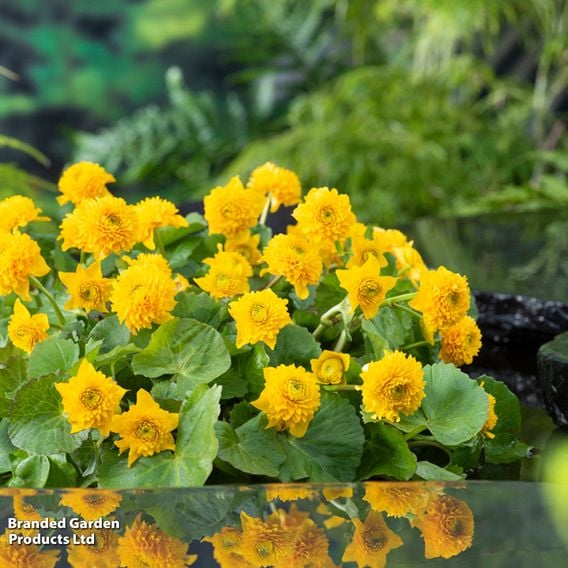 Caltha palustris 'Multiplex' (Marginal Aquatic)
