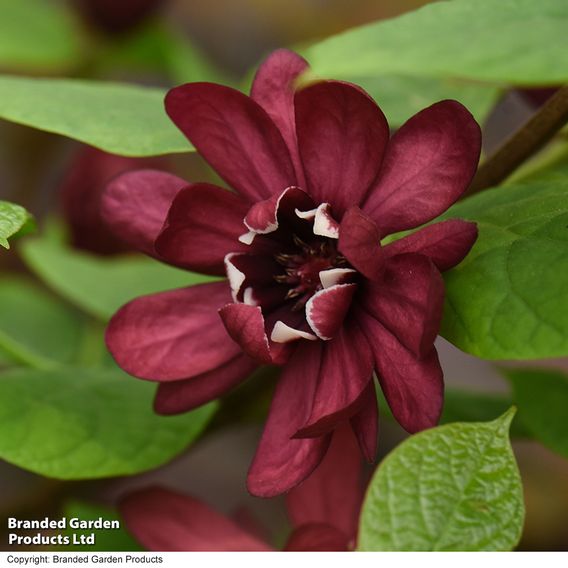 Calycanthus x raulstonii 'Hartlage Wine'