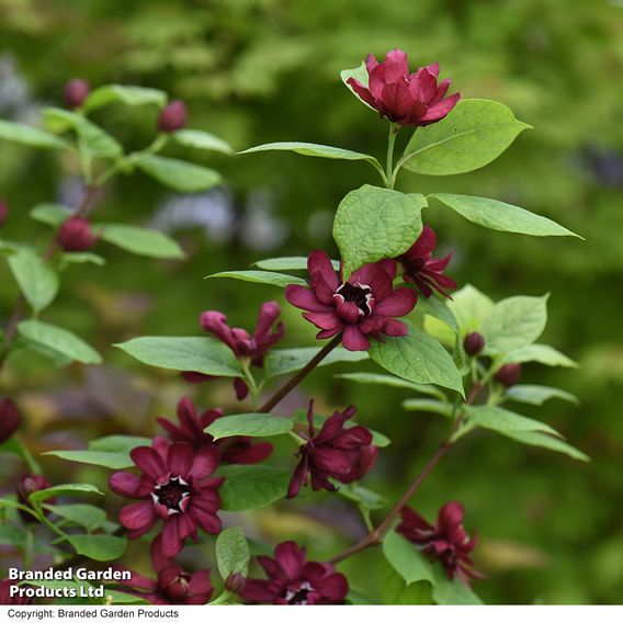 Calycanthus x raulstonii 'Hartlage Wine'