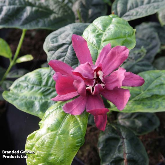 Calycanthus x raulstonii 'Hartlage Wine'