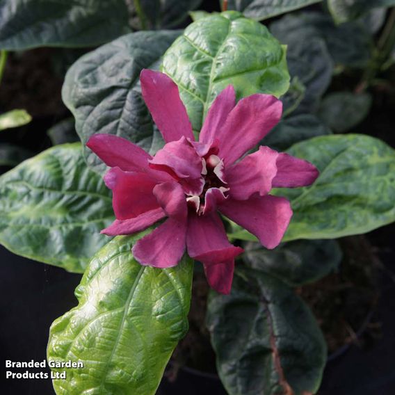 Calycanthus x raulstonii 'Hartlage Wine'
