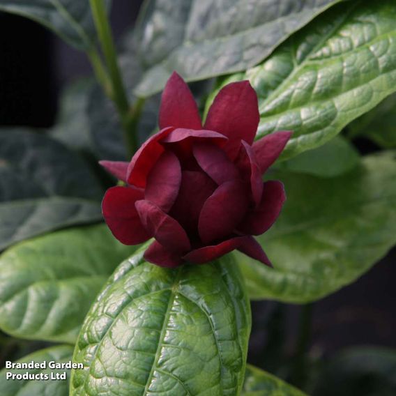 Calycanthus x raulstonii 'Hartlage Wine'