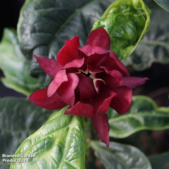 Calycanthus x raulstonii 'Hartlage Wine'