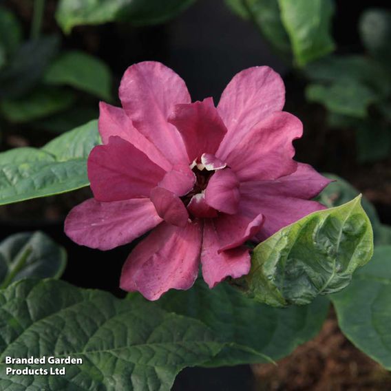 Calycanthus x raulstonii 'Hartlage Wine'
