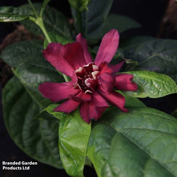Calycanthus x raulstonii 'Hartlage Wine'