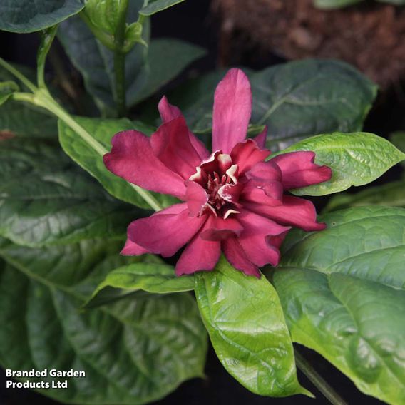 Calycanthus x raulstonii 'Hartlage Wine'