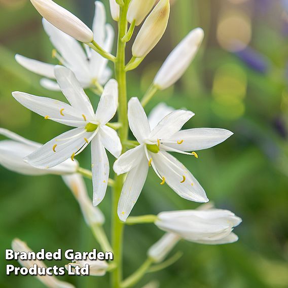 Camassia leichtlinii subsp. leichtlinii