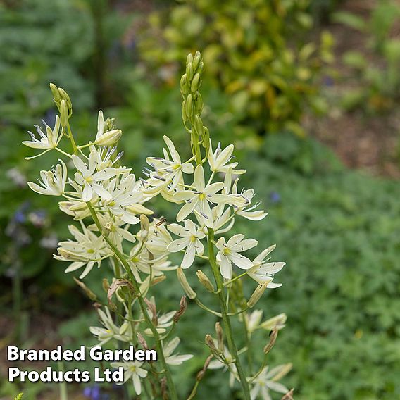 Camassia leichtlinii subsp. leichtlinii