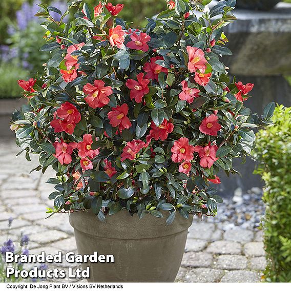 Camellia '1001 Summer Nights' Jasmine