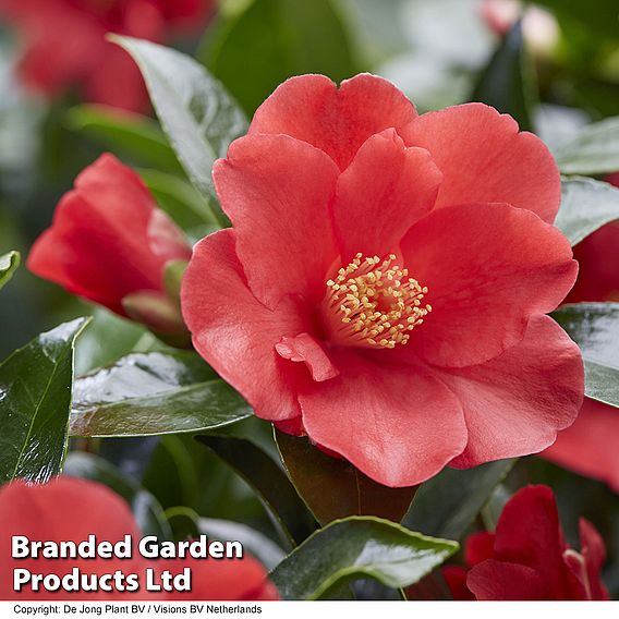 Camellia '1001 Summer Nights' Jasmine