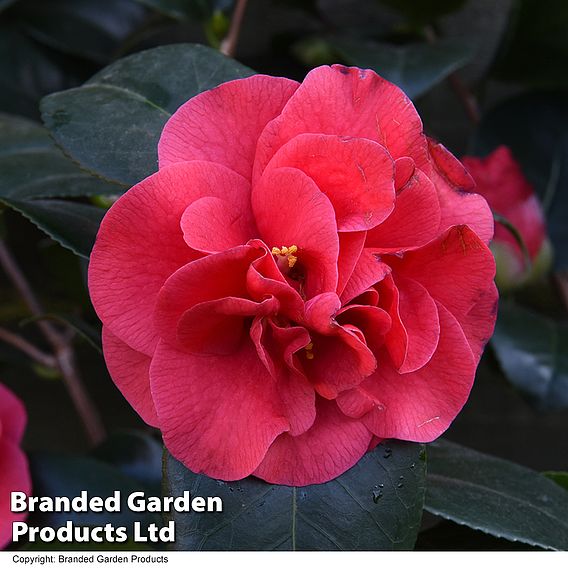 Camellia 'Blooming Wonder Red'