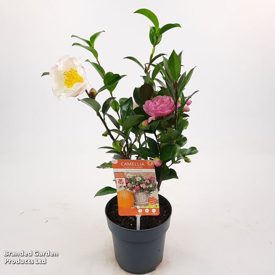 Camellia sasanqua 'Autumn Festival'