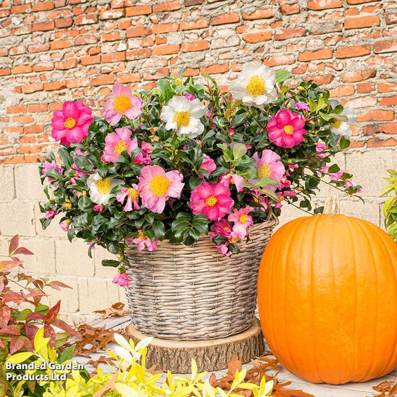 Camellia sasanqua 'Autumn Festival'