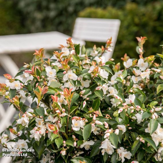 Camellia japonica 'Beauty Blush'
