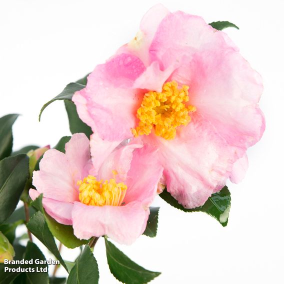 Camellia sasanqua 'Cleopatra'