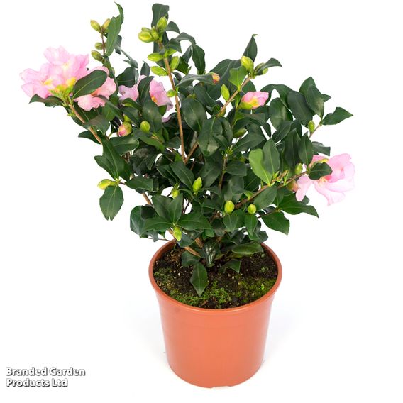 Camellia sasanqua 'Cleopatra'