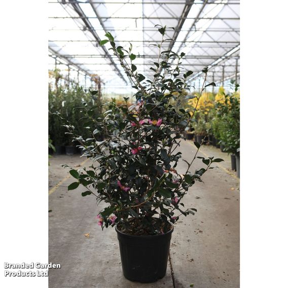 Camellia sasanqua 'Cleopatra'