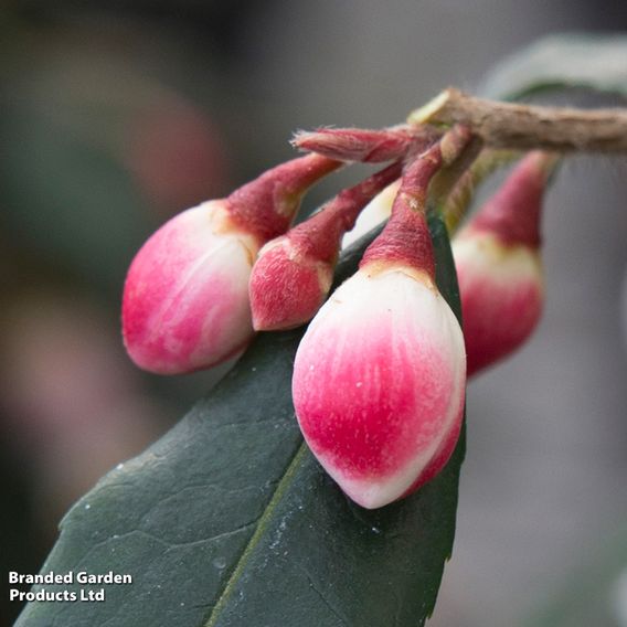 Camellia rosthorniana 'Cupido'
