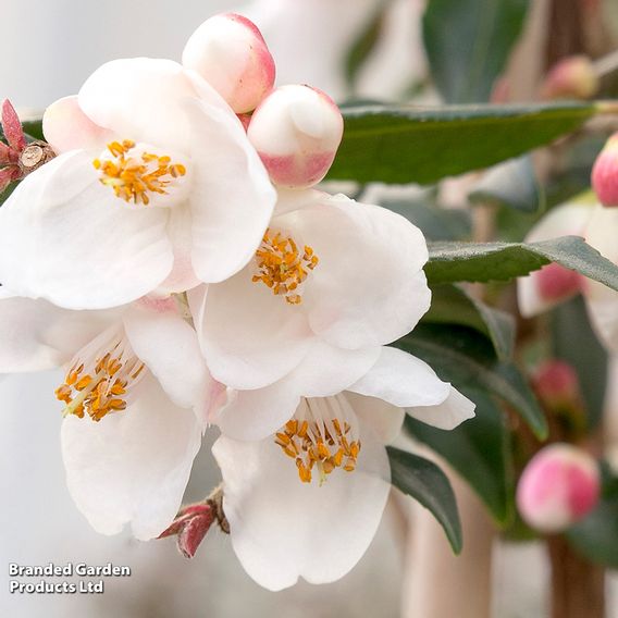 Camellia rosthorniana 'Cupido'