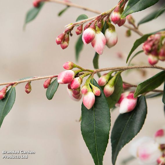Camellia rosthorniana 'Cupido'