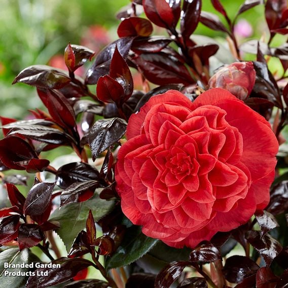 Camellia japonica 'Femme Fatale'