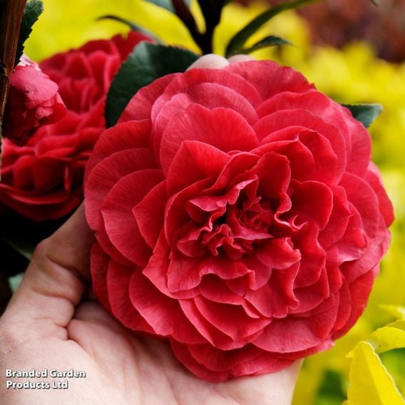 Camellia japonica 'Femme Fatale'