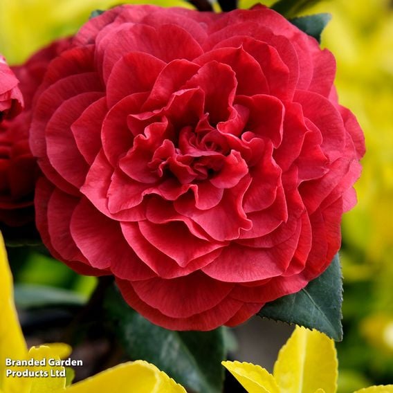 Camellia japonica 'Femme Fatale'